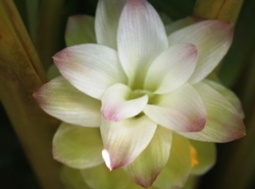 Fleur de curcuma (Silviane Le Menn)