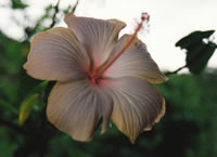 Martinique_fleur